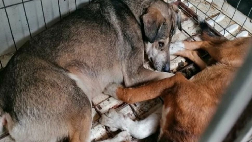 30 de câini ținuți fără hrană și apă într-un adăpost din Prahova. Autoritățile au emis ordin de protecție