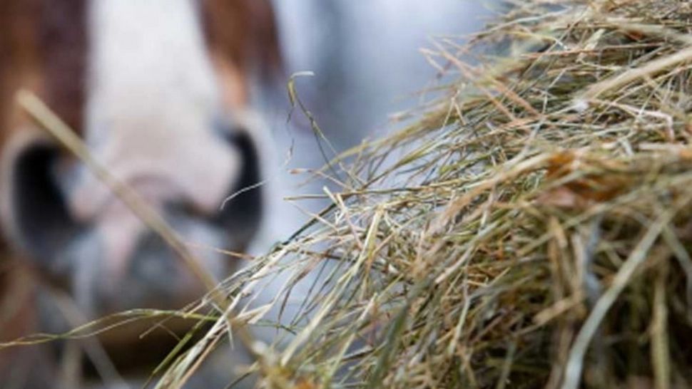 Animale ținute în condiții îngrozitoare la o stână din Caraș-Severin. Ce a pățit proprietarul 