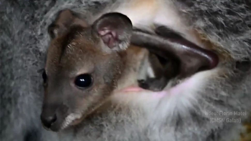 Un pui de cangur pitic, vedeta grădinii zoologice din Galați. Micuțul are nevoie de un nume 
