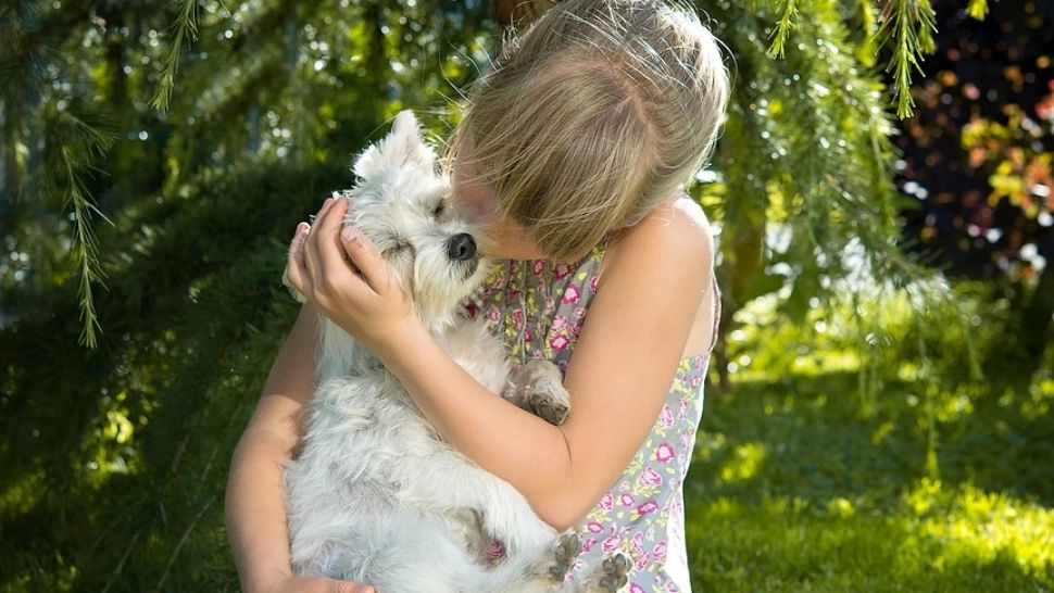 Târgul de adopții de căței, primul din acest an, va avea loc sâmbătă în Parcul Circului din București