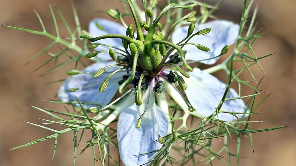 Planta - minune care este pomenită în Biblie. Se spune că vindecă orice boală