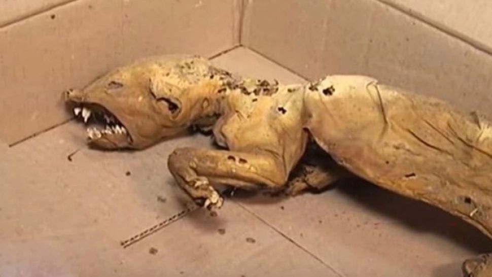 Creatura oribilă găsită în Munţii Carpaţi. Nu seamănă cu nimic cunoscut. Animal mutant, experiment? - FOTO