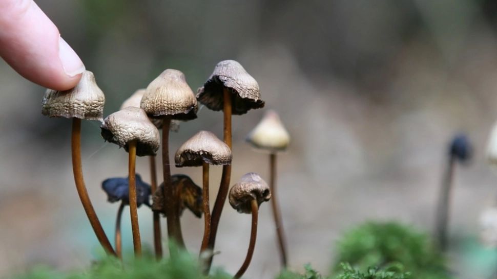 DIICOT a descoperit un laborator de LSD și ciuperci halucinogene în Covasna