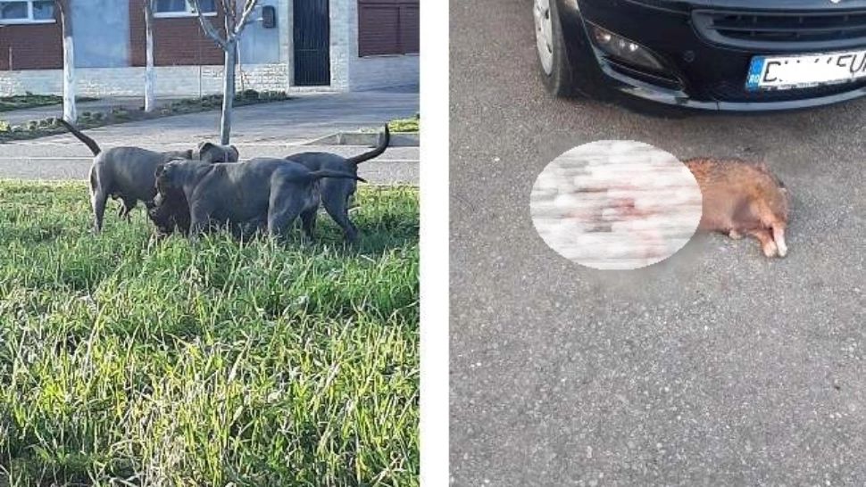 Scene de groază la Oradea. Mai mulți câini de luptă au sfâșiat un cățel scos la plimbare 