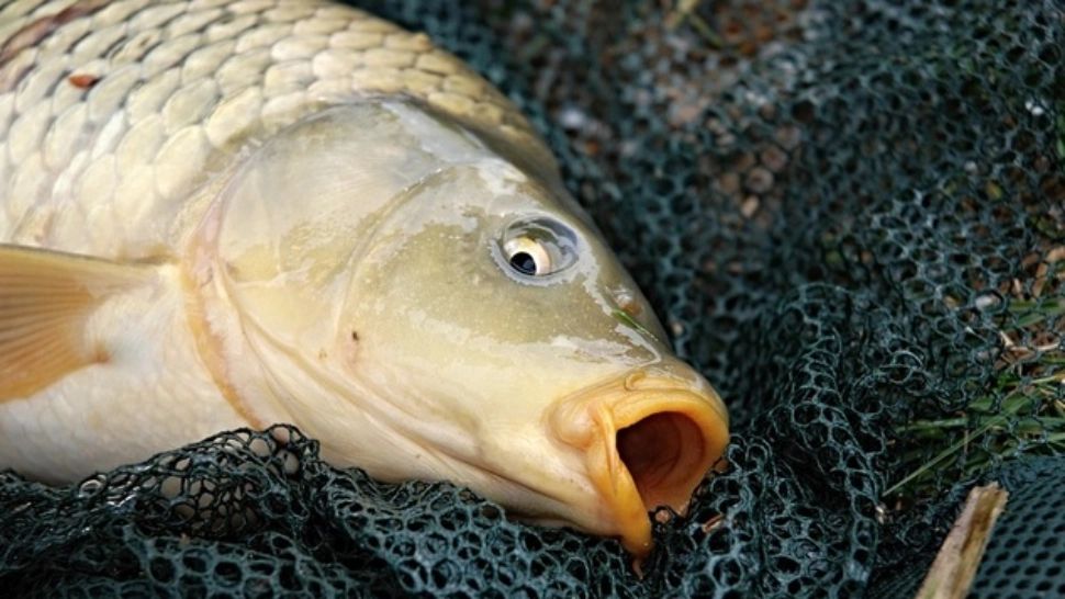 A prins un crap uriaș și l-a adus acasă. Când a despicat peștele, a venit șocul - ce era înăuntru