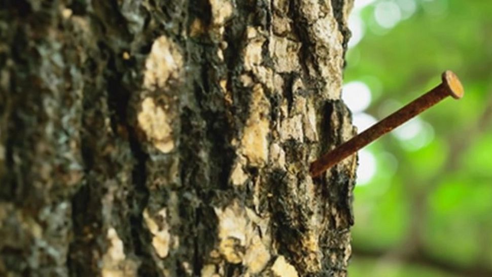 De ce trebuie să bați un cui ruginit în pomii fructiferi 