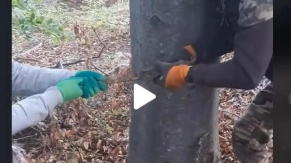 VIDEO fabulos – Ce au găsit doi români într-o pădure, îngropat în pământ: “E de muzeu”