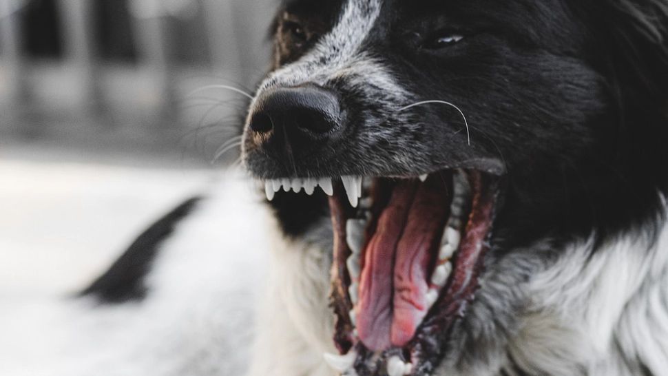 Bărbat atacat de o haită de 9 câini în județul Iași. „Dacă era un copil în locul meu, cred că era mort”.