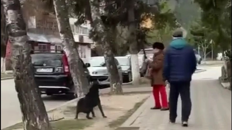 Scenă șocantă la Nehoiu. O femeie se apără de un câine cu un băț, iar un bărbat îi ia apărarea animalului. Femeia a fost trântită la pământ - VIDEO