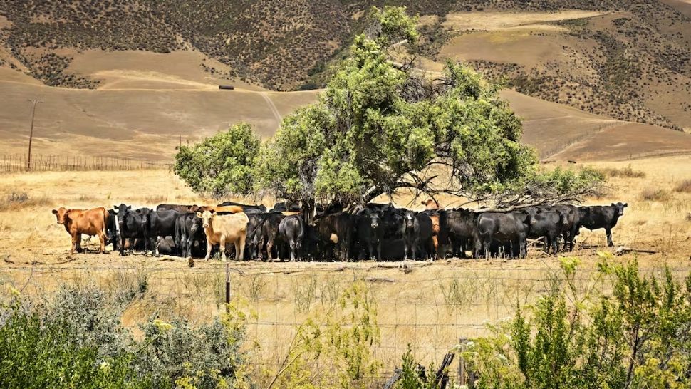 Hrana pe care o consumăm accelerează încălzirea: Valuri letale de caniculă în 30 de ani - Alimentele periculoase pentru viața pe Terra