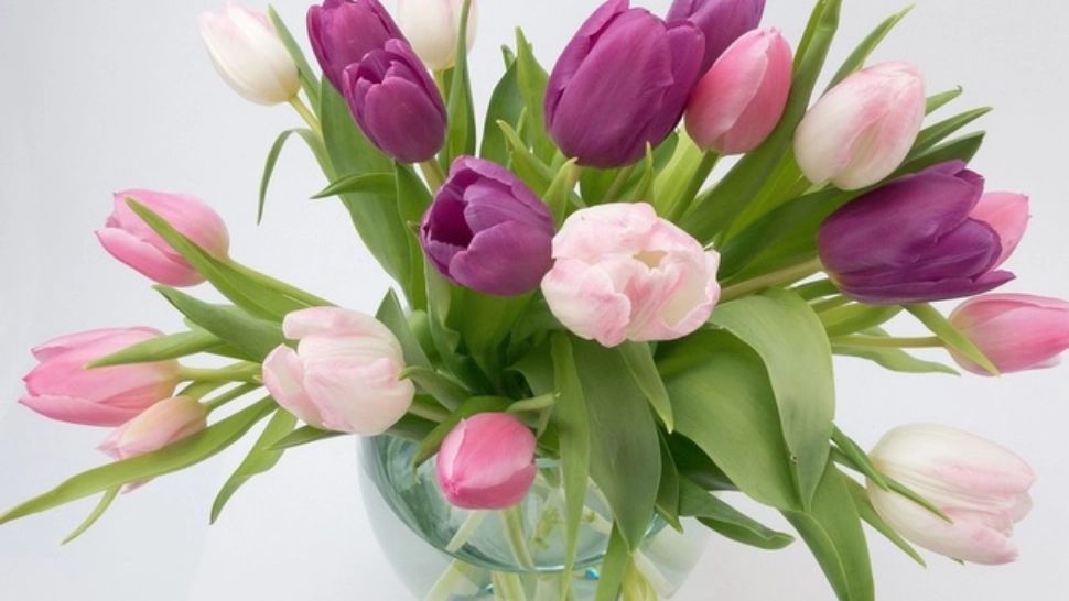 Trucul simplu care ajută lalelele să reziste mai mult în vază. Ce trebuie să pui în apă