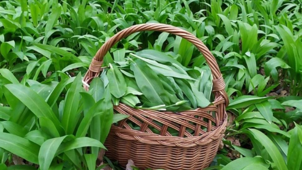 Aliatul natural pentru sănătate în sezonul de primăvară. Planta de sezon de care trebuie să profiți în această lună