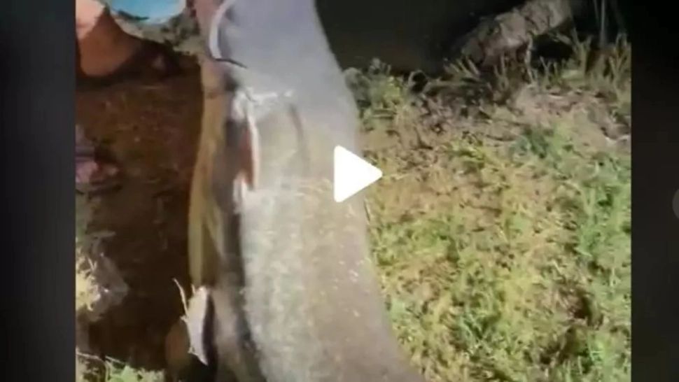 VIDEO – Monstrul găsit de un pescar român – Ce a făcut cu el i-a impresionat pe internauți: “Dacă nu filmai nu te credeam”