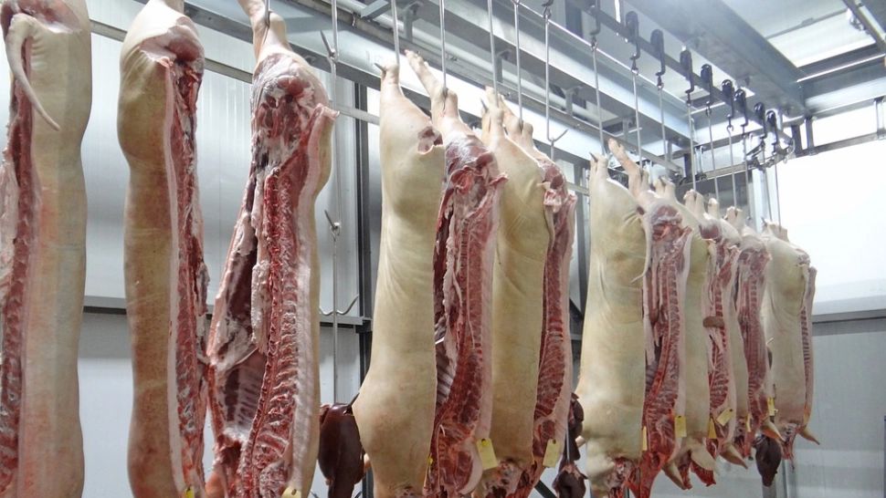 Un șofer român de TIR și doi complici au furat TONE de carcase de porc în Belgia. Care a fost planul de acțiune al conaționalilor