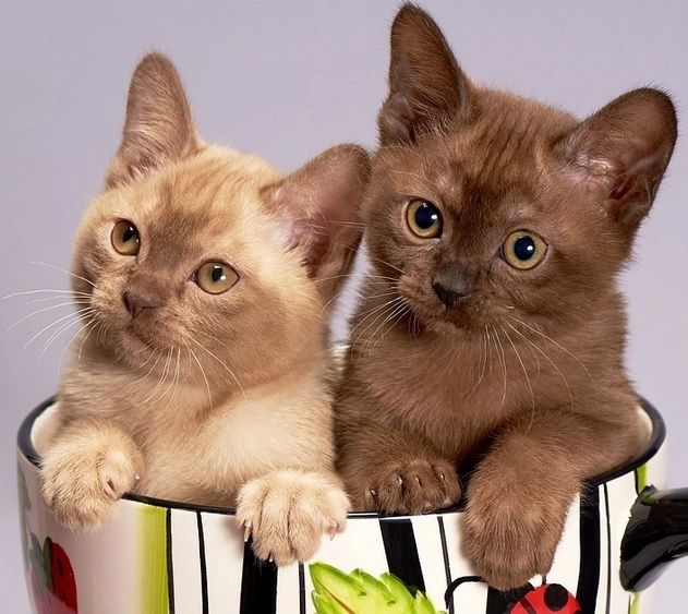 Fără animale de companie la bloc - lovitură teribilă pentru proprietarii de câini și pisici