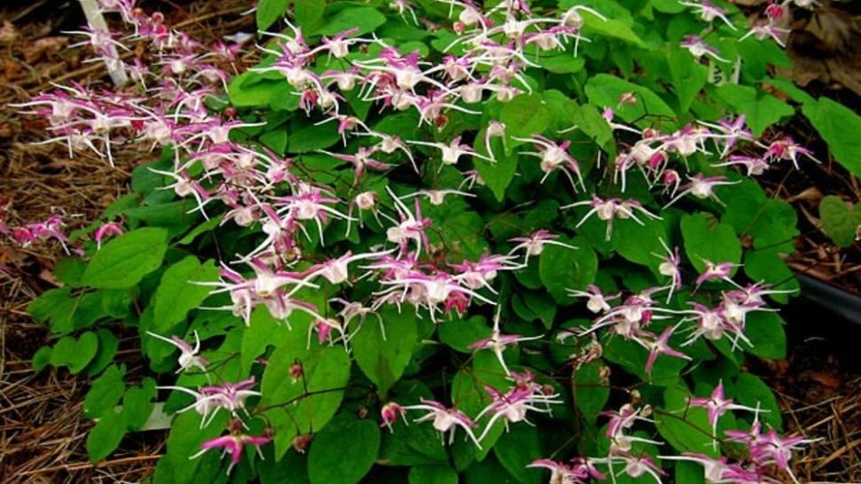 Cercetătorii au descoperit capacități afrodisiace uimitoare la această plantă. Are efect mai puternic decât Viagra