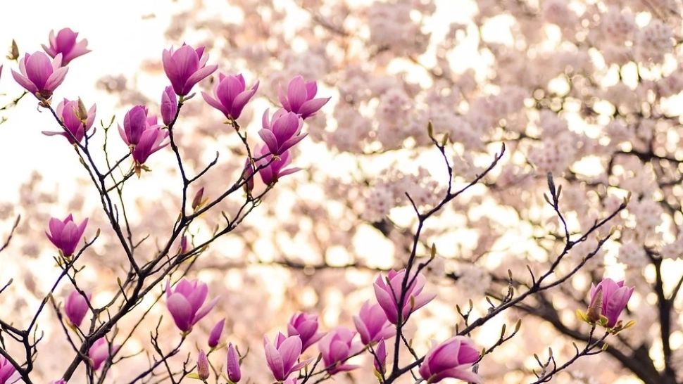 Aer tropical peste România: zonele unde temperaturile urcă la 22 de grade. Prognoza pe două săptămâni