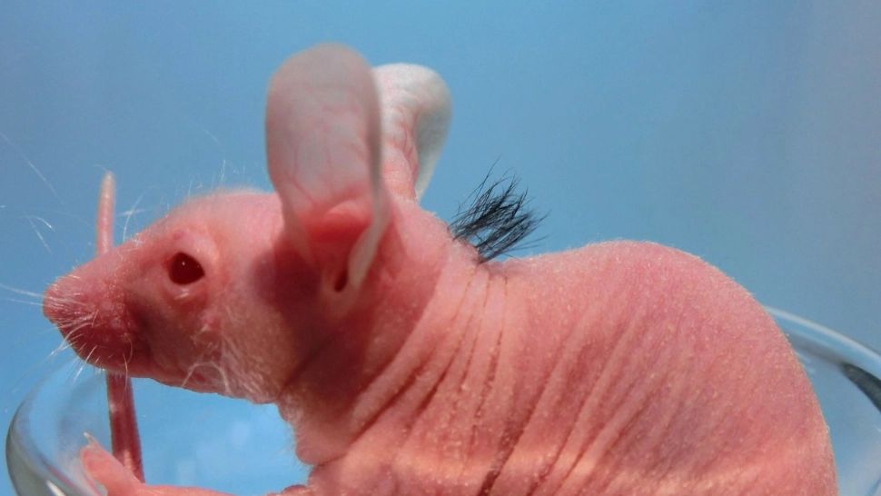 S-au născut din doi TAȚI. Reușita științifică a reaprins teoriile conspiraționiste