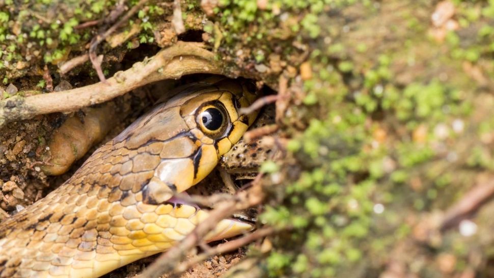 Au ieșit șerpii din pământ, atenție pe unde călcați. Ce spune tradiția despre ziua de 17 martie