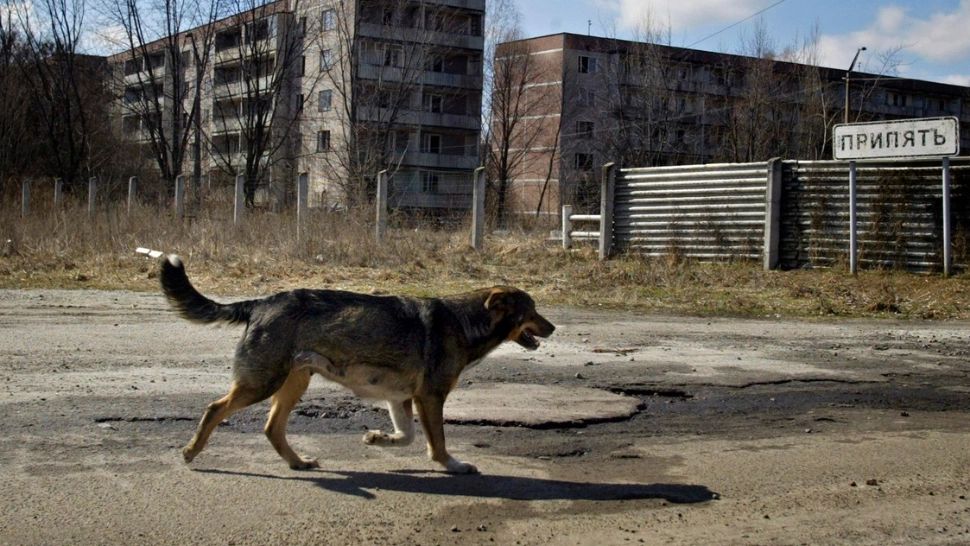 Super-câinii radioactivi de la Cernobîl. Concluziile cercetătorilor, uimiți de rezistența lor în mediul ostil 