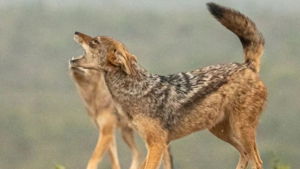 Cartier din Galați, terorizat de șacali. Oamenii sunt îngroziți