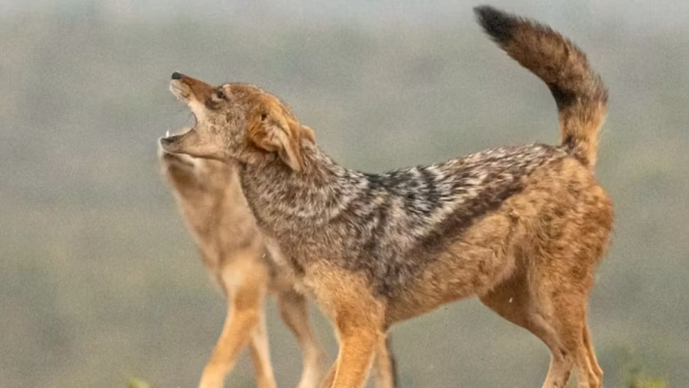 Imagini de coșmar. Zeci de oi, ucise de o haită de șacali, într-o stână din Dolj - VIDEO 