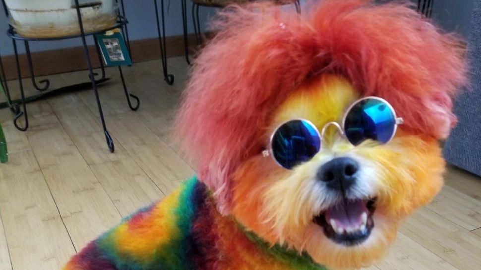 1 Aprilie, Ziua Păcălelilor. Ce trebuie să faci pentru a avea noroc