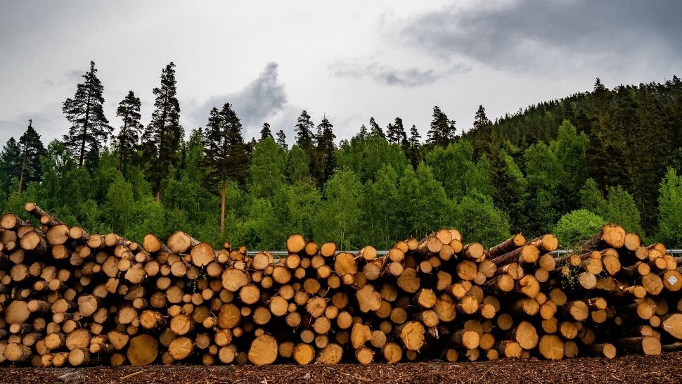 Anchetă devastatoare a presei străine despre tăierile ilegale din pădurile din România. Cum acționează mafia defrișărilor