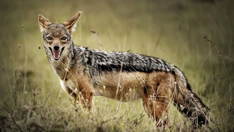Sute de șacali vor fi extrași în Delta Dunării în 2023. Decizia, ca urmare a atacurilor sălbatice care au pus pe jar locuitorii din zonă