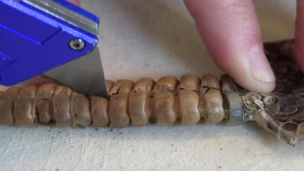 Au despicat coada unui şarpe cu clopoţei, dar au îngheţat când au văzut ce era înăuntru! VIDEO