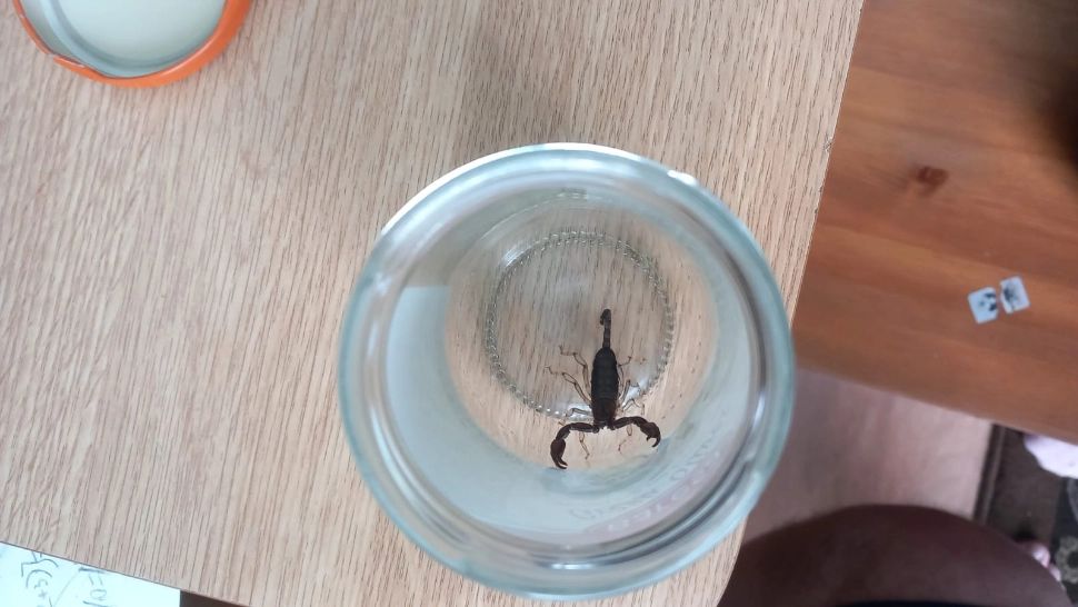 Ieșeancă înțepată de un SCORPION, după ce a cumpărat banane. Autoritățile sunt în alertă – VIDEO