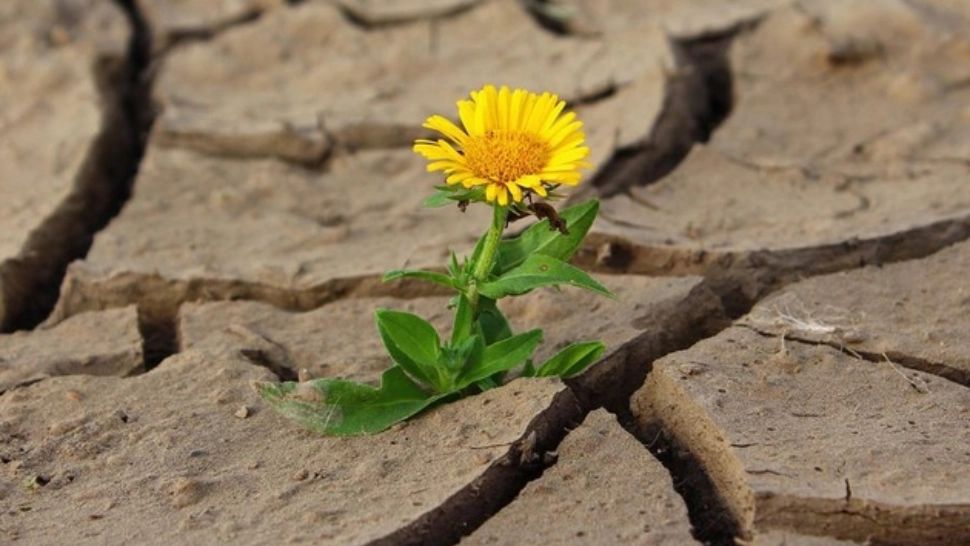 Când va lovi seceta România. Cele mai afectate zone din țară