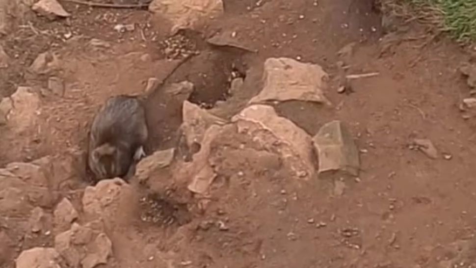 Locuitorii din Țara Galilor, terorizați de șobolani „mai mari ca pisicile”. VIDEO