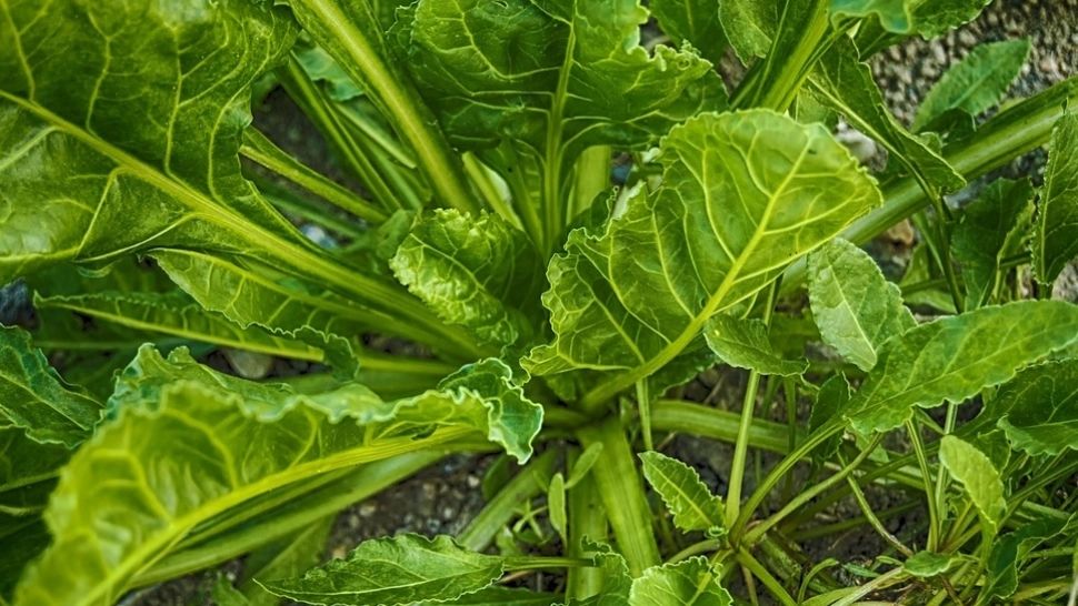 Nu mai mânca niciodată spanac dacă suferi de una dintre aceste boli