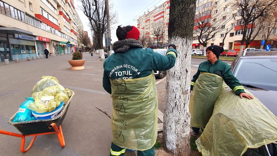 Odată cu venirea primăverii, "Totul Verde" a început văruirea pomilor din Sectorul 4