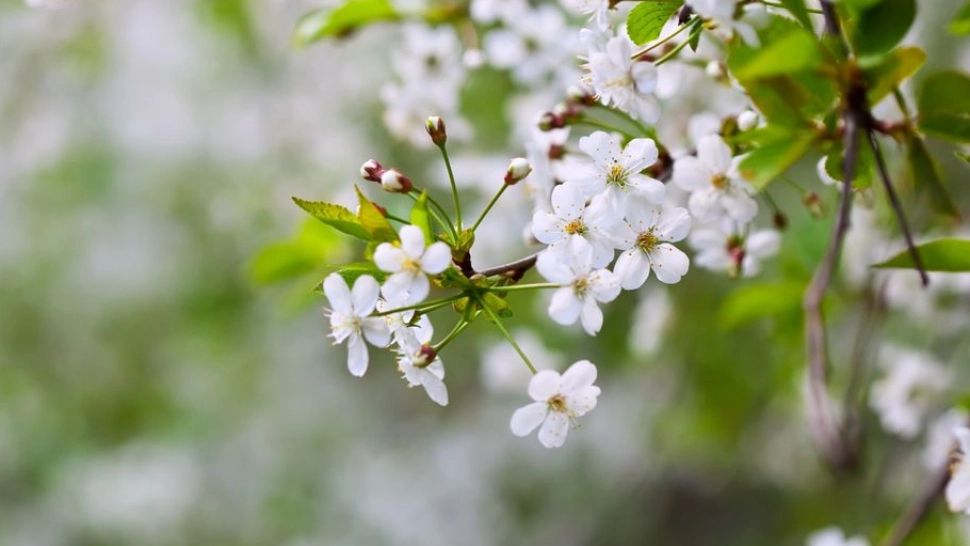Vremea 25 martie. Temperaturi de peste 20 de grade, urmate de primele fenomene de răcire - Anunțul ANM