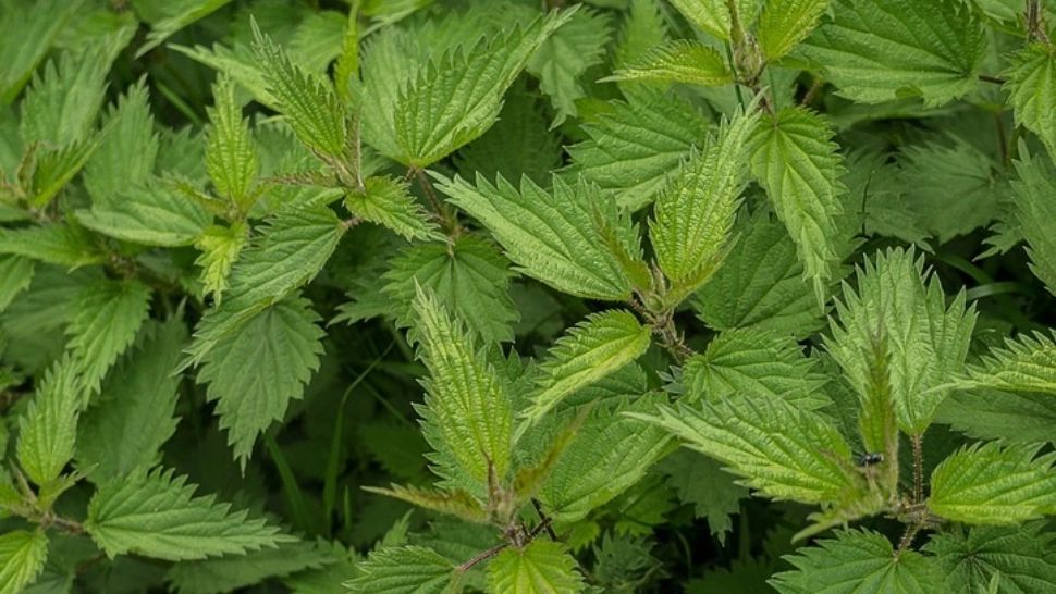 Consumul de urzici, interzis persoanelor care suferă din una dintre aceste boli 