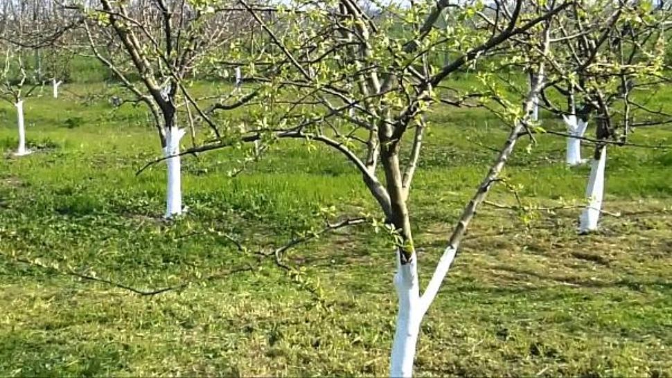 Ce să pui la rădăcina copacilor în luna martie. E important să le oferi îngrijirea necesară