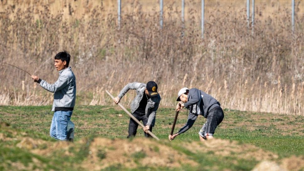 Vietnamezi din Timișoara, filmați când săpau după popândăi pentru a-i mânca. Imaginile care au strârnit revoltă printre asociațiile pentru drepturile animalelor