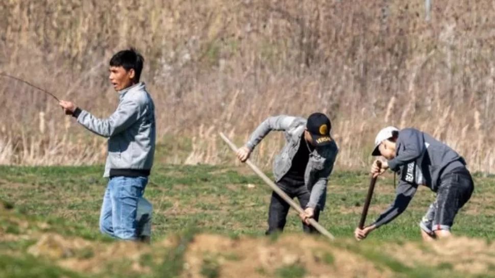 Muncitorii vietnamezi au ajuns să fie monitorizați de Poliție. Cazurile în care au fost prinși mâncând câini, pisici și păsări au pus pe jar oamenii legii