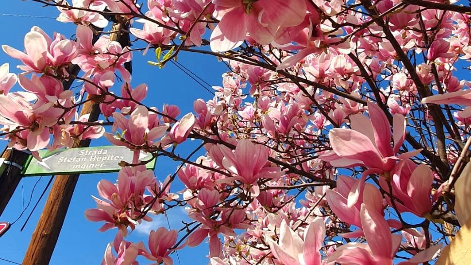 Bulevardul Constantin Brâncoveanu s-a umplut de magnolii, iar Șoseaua Berceni - cu Ilex Mutchagara 