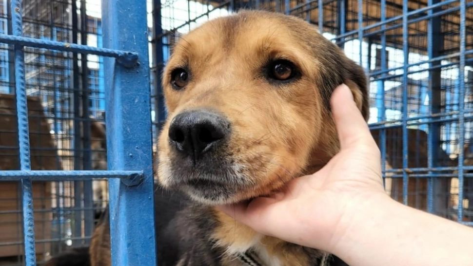 Bărbat reținut după ce a ucis câinele vecinei sale cu o furcă şi a încercat să îi dea foc altuia. Caz șocant, la Bihor