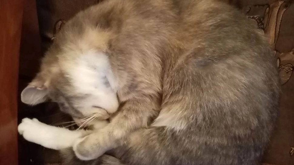 Știi ce visează câinele sau pisica ta atunci când doarme? RĂSPUNSUL experților este incredibil