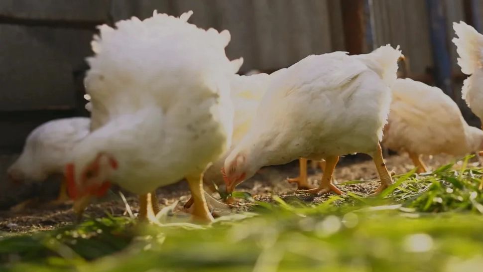 Gripa aviară H3N8 face prima victimă! Virusul există de 20 de ani în lume, fără niciun deces până acum - Simptomele bolii