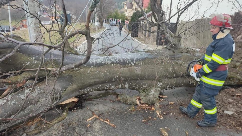 Drum Petroșani - Parâng, blocat complet de un copac căzut şi pe firele de curent - FOTO
