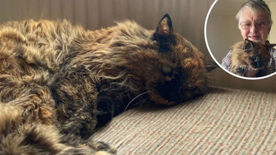 O pisică de 32 de ani are cele mai mari șanse de a intra în Cartea Recordurilor - Este cea mai bătrână din lume