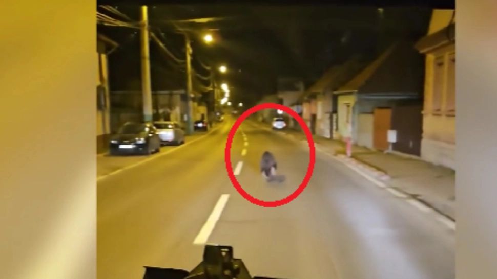 Pui de urs, filmat în timp ce alerga printre mașini, pe un bulevard intens circulat din județul Brașov