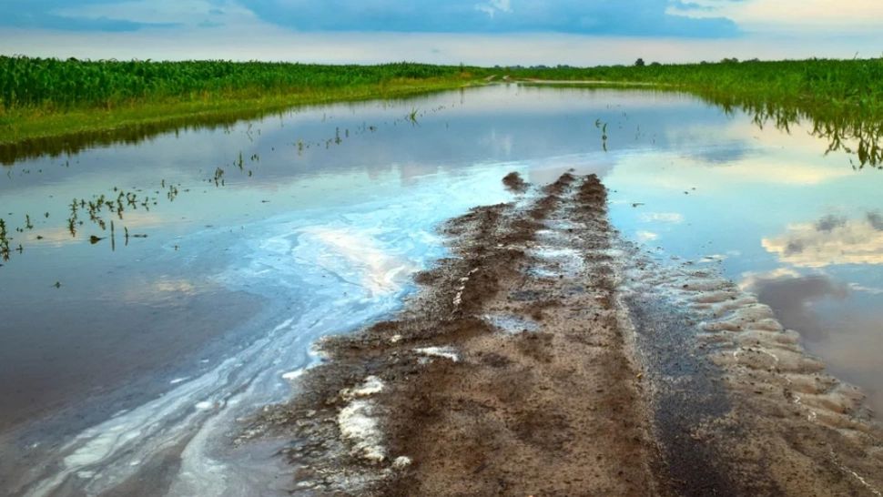 Singurul animal din lume care are 32 de creiere. Românii se tem să îl întâlnească: de unde această frică