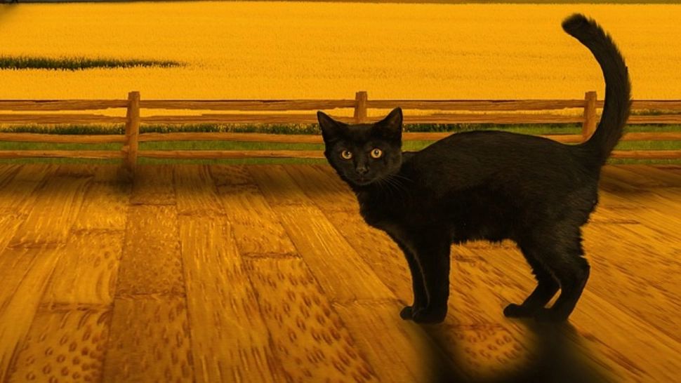 Animalele-vampiri energetici: metodele prin care patrupedele de companie pot să te lase fără vlagă