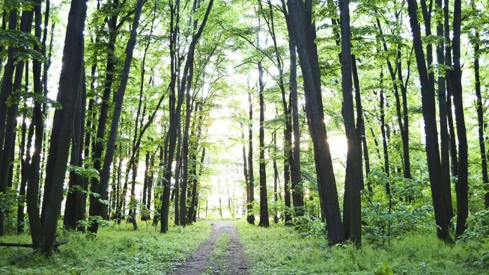 Platforma civică ”Împreună pentru Centura Verde” intervine pentru combaterea poluării din Capitală. Inițiativă vizând protejarea pădurilor din Ilfov transmisă Parlamentului - PETIȚIE